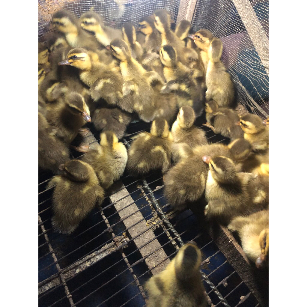 Dod Bebek petelur ratu