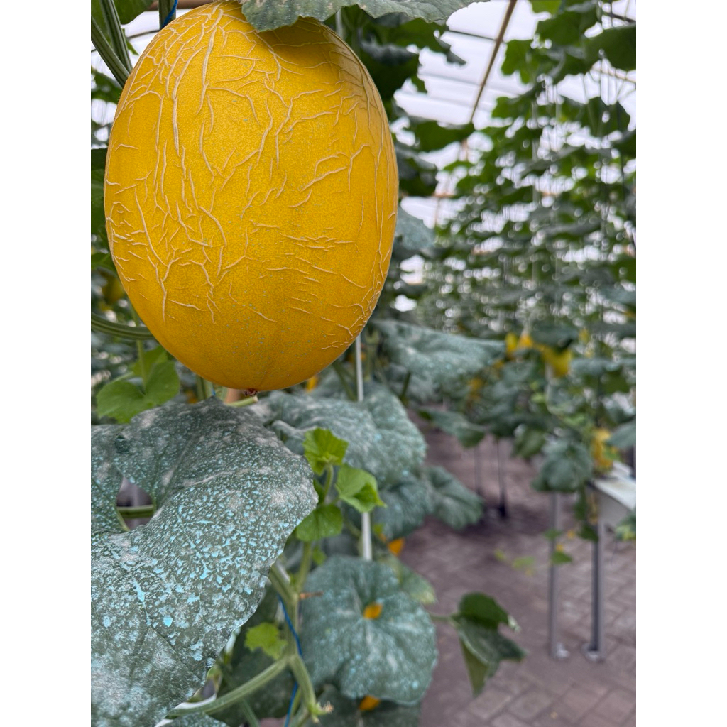 Melon Hidroponik Sweet Lavender