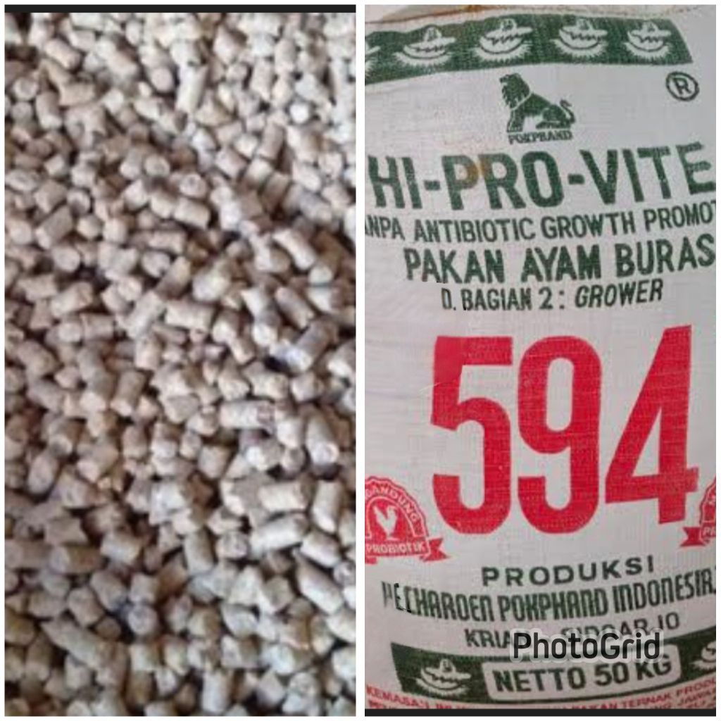 594 Pur ayam dewasa pakan ayam