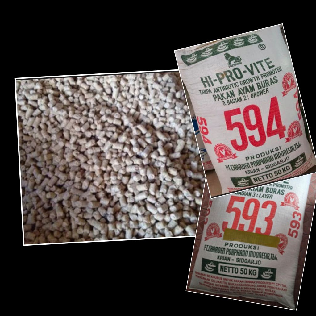 594 jantan &593 betina pakan ayam Bangkok dewasa