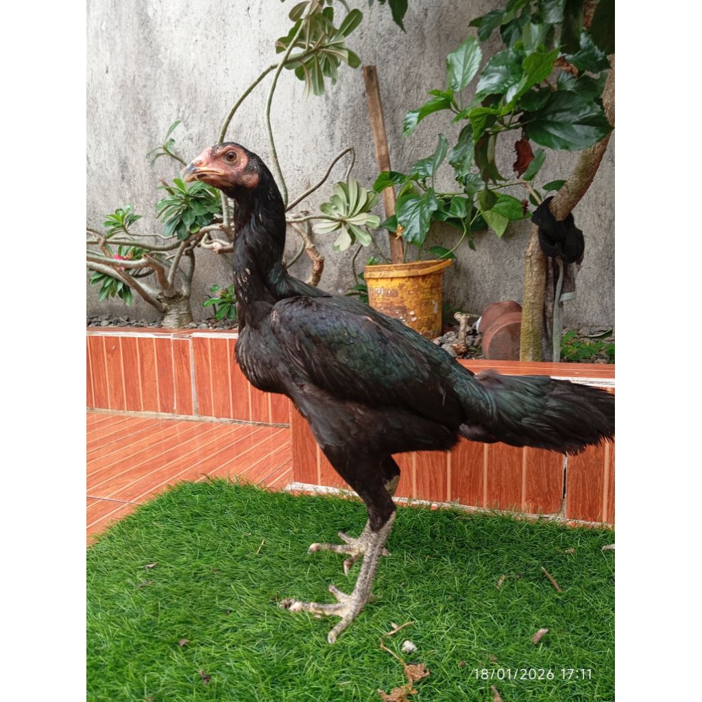 Ayam Bangkok Muda Khusus Betina / Babon Biang