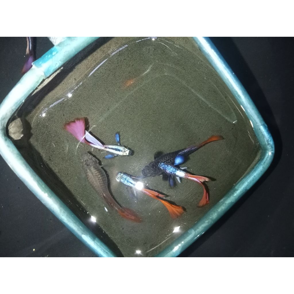 ikan Guppy prdte sepasang indukan