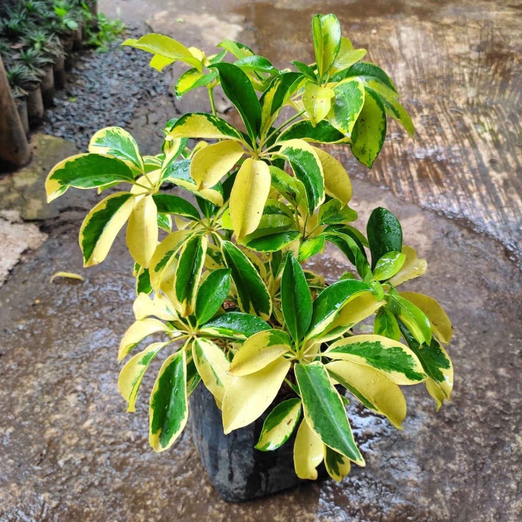 TANAMAN HIAS WALISONGO KUNING WALISONGO GOLDEN WALISONGO VARIEGATA TINGGI 50 CM