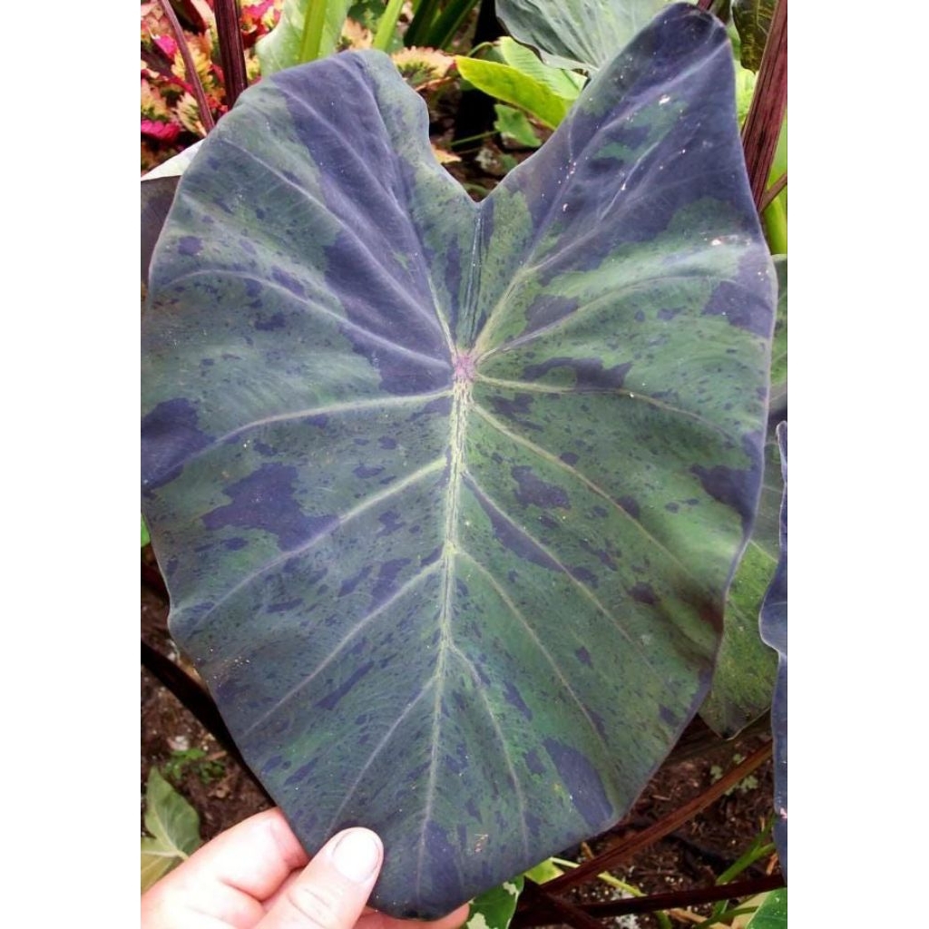 colocasia black marble