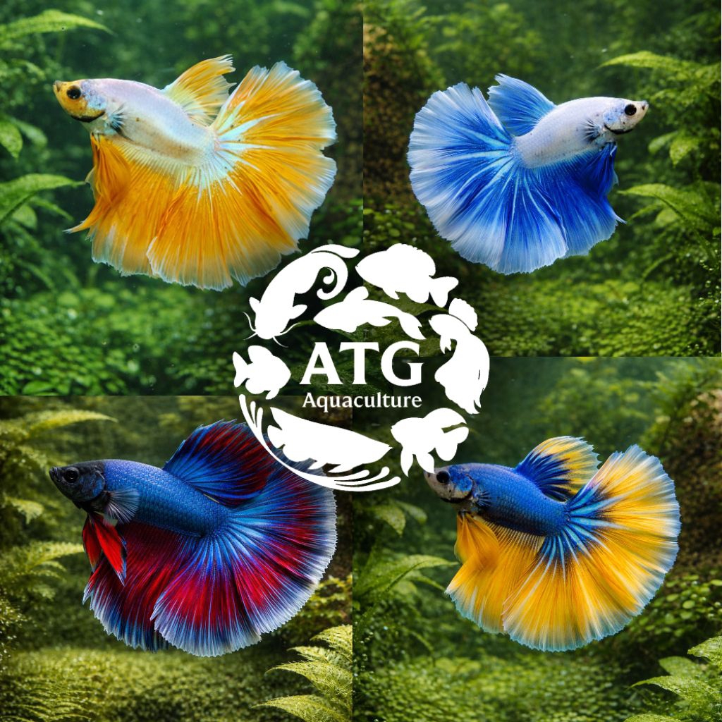 Cupang HM Halfmoon Halmun Cendol Hiasan Aquarium HM Pasar