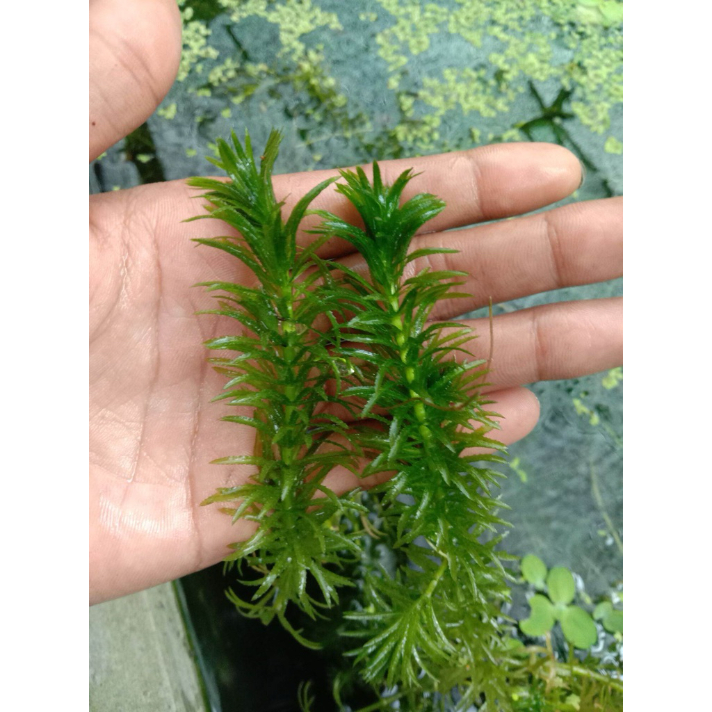 hydrilla penjernih air kolam ikan