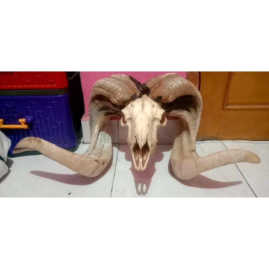 Tanduk domba garut antik