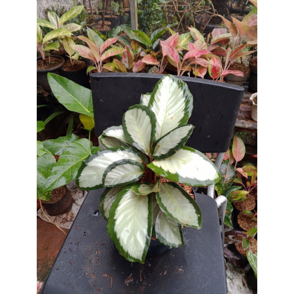 Tanaman Hias Pohon Kalatea Drak star/ Pohon Kalatea Drak star