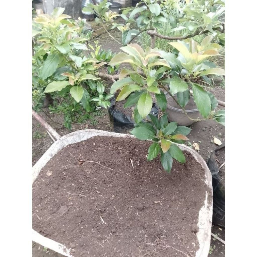 tanah humus bambu 1 kg