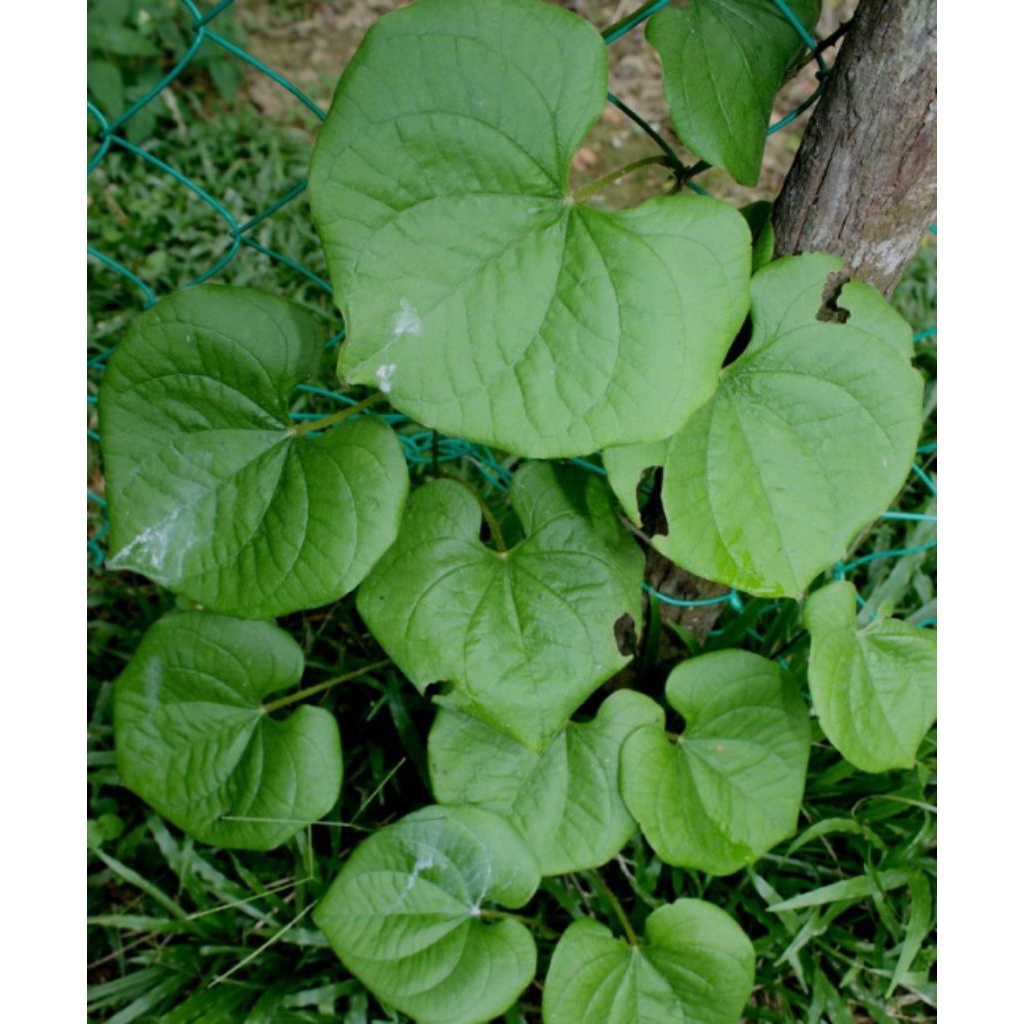 1 kg daun gembili segar