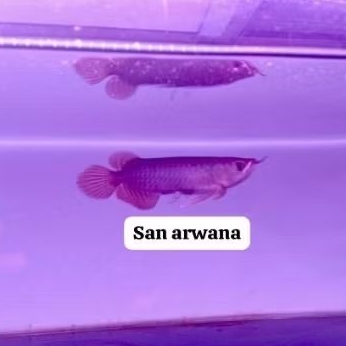 arowana super red sr blood red itl spesial SR I THIAU LUNG