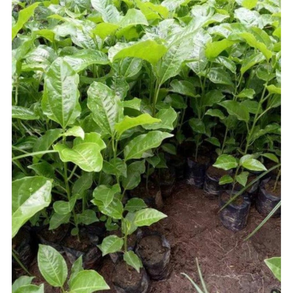 BIBIT MARKISA MADU/BIBIT