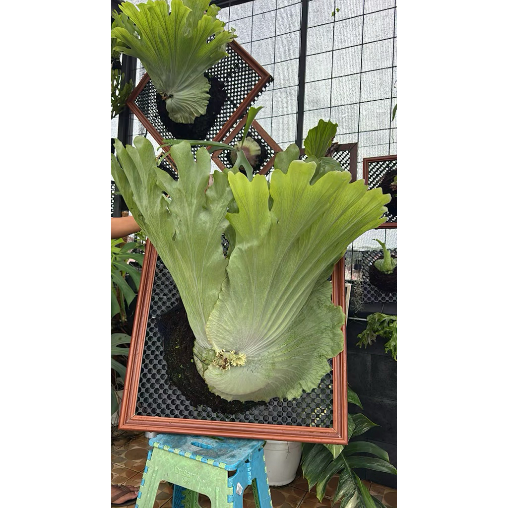 Platycerium Wandae Jumbo