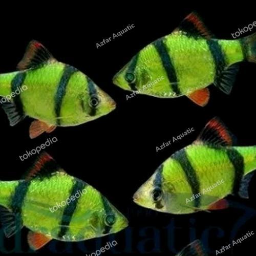 ikan hias sumatra warna warni