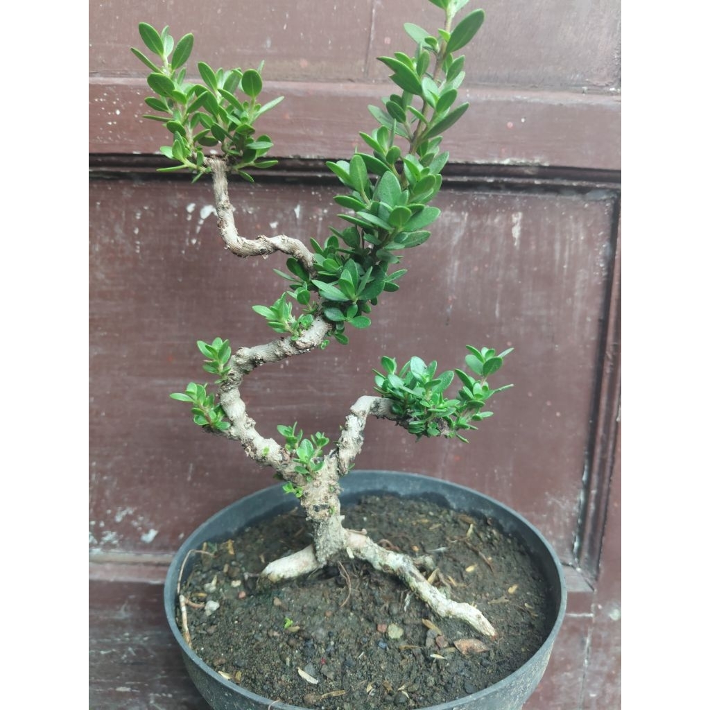 (sesuai gambar) Santigi karang semai biji