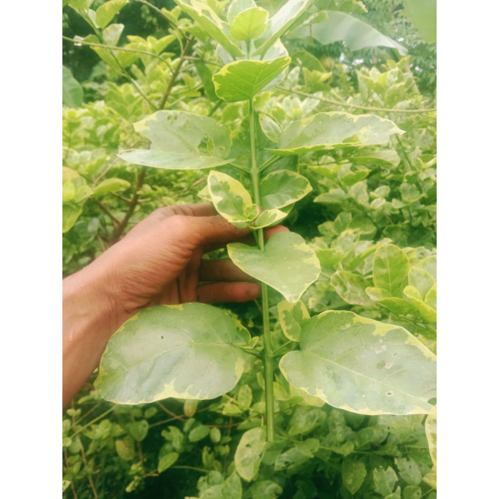 Entres Sancang golden varigata 30cm, bahan stek pucuk Sancang golden varigata