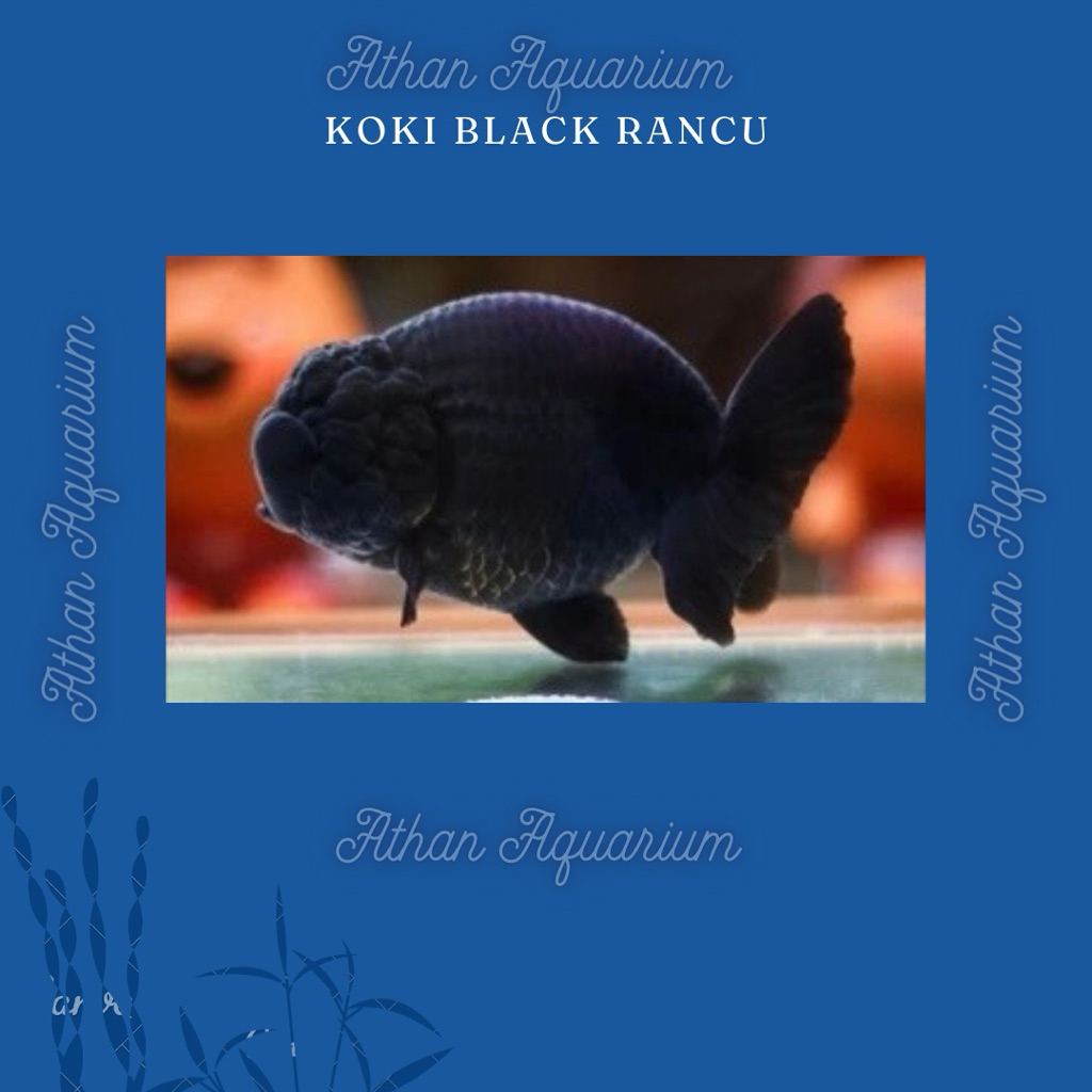 Koki Black Ranchu/koki ramcu size besar ukuran 10-12cm