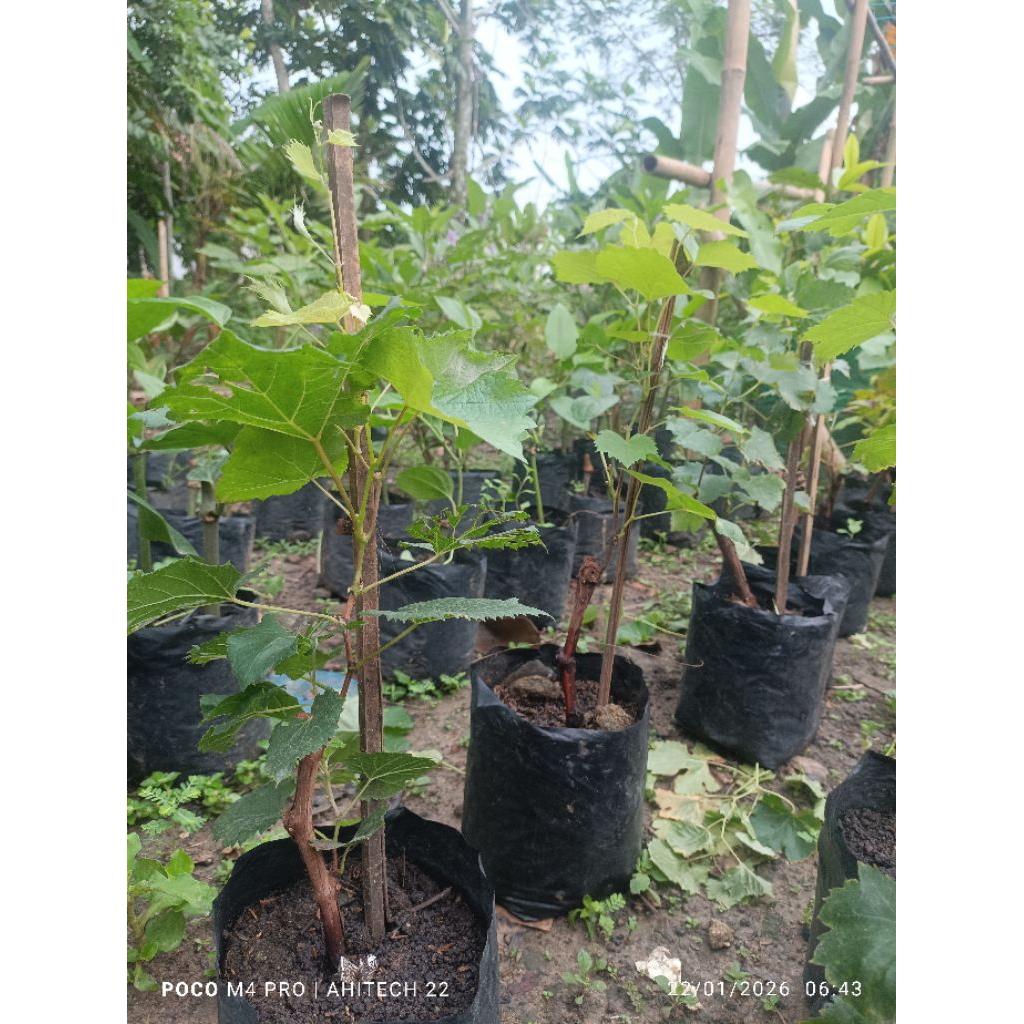 bibit anggur Jupiter tinggi 50 cm