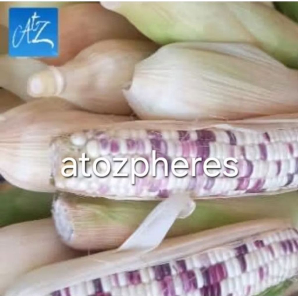 Jagung pulut ketan putih ungu warna warni segar pilihan fresh 1kg