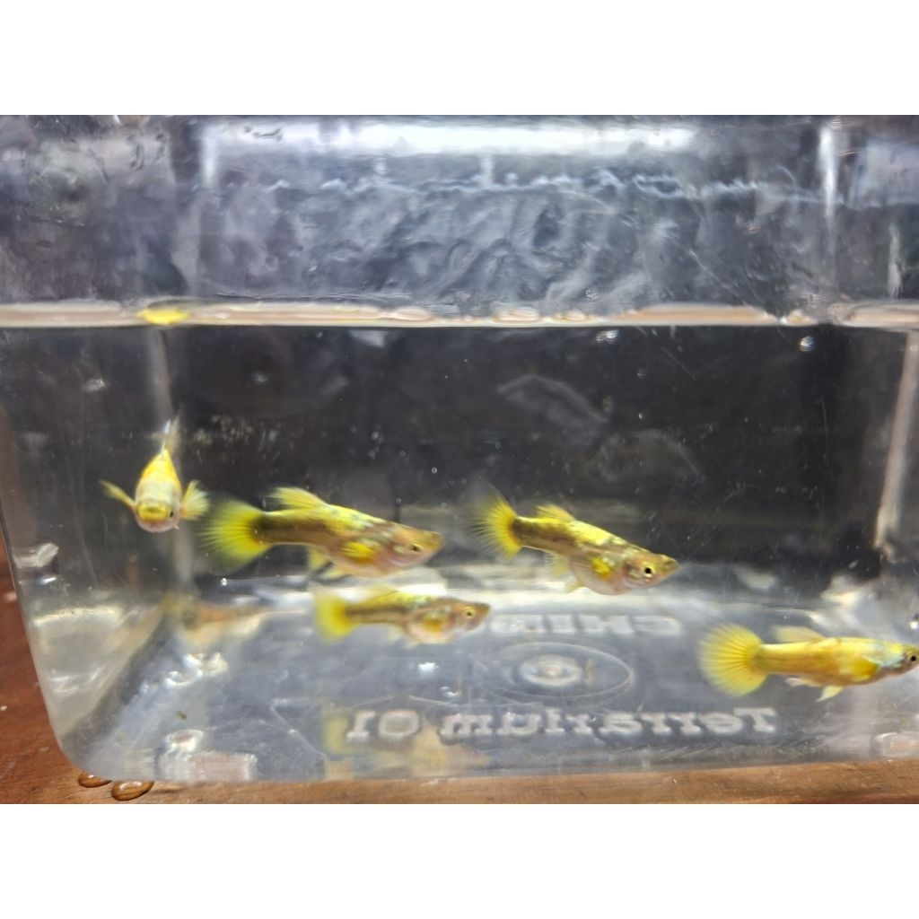 Guppy Full Gold Vietnam