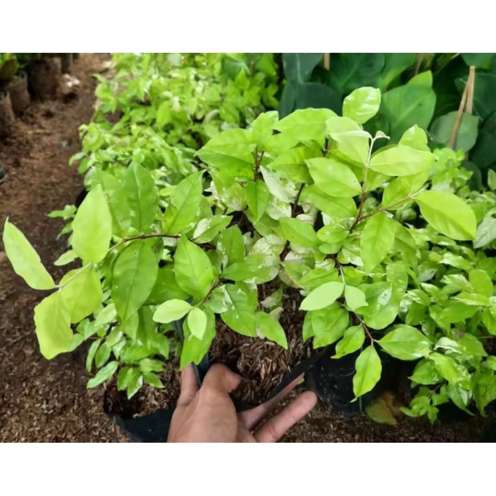 Pohon Anting putri