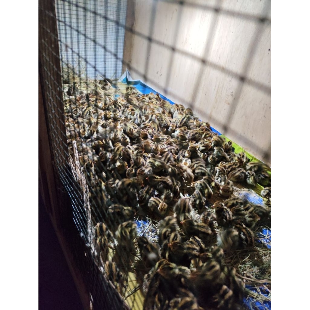 burung puyuh anakan jantan