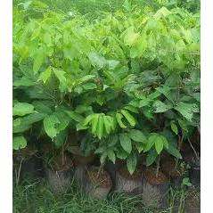 Bibit Rambutan Binjai Rambutan Rapiah Genjah Okulasi