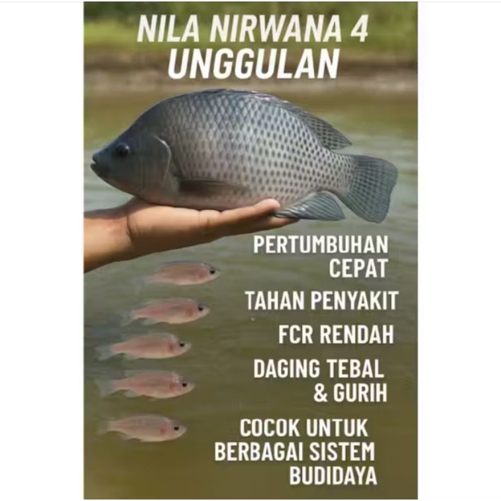 Larva Nila Nirwana Seri 4 Super – Isi (400 Ekor ) Benih Nila Unggul Cepat Tumbuh & Sehat