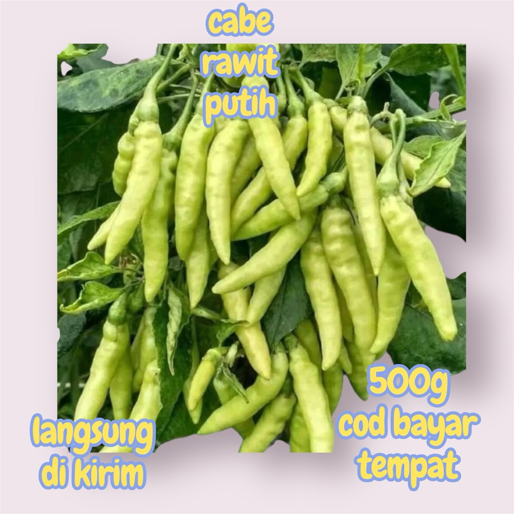 cabe rawit putih