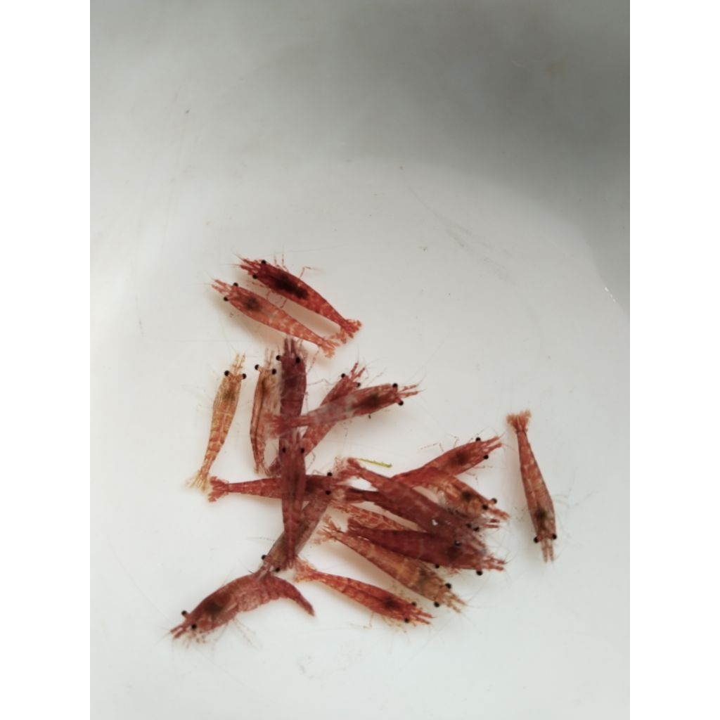 rcs udang hias akuarium aquascape isi 50pcs
