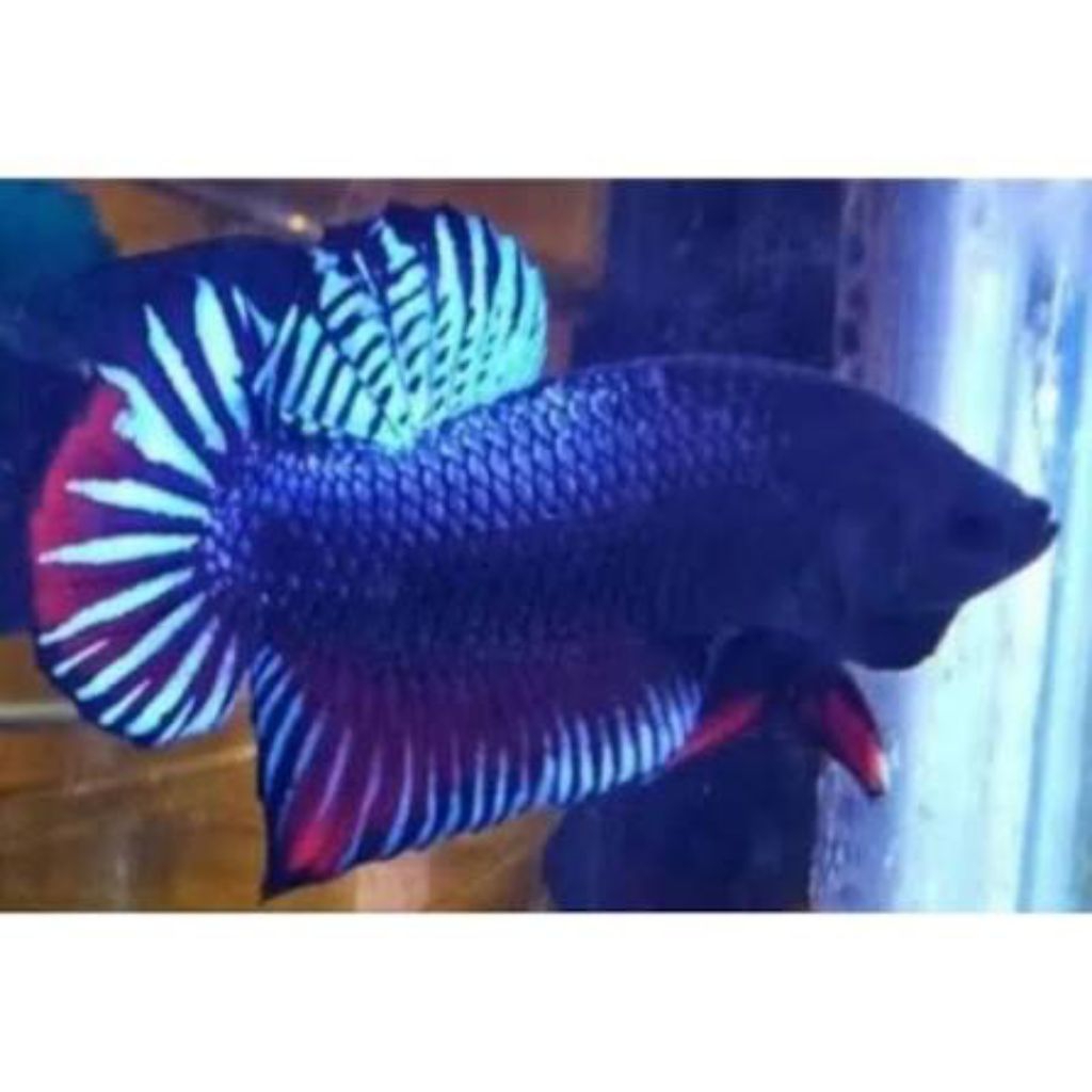 Bagan Jantan Aduan Thailand Super