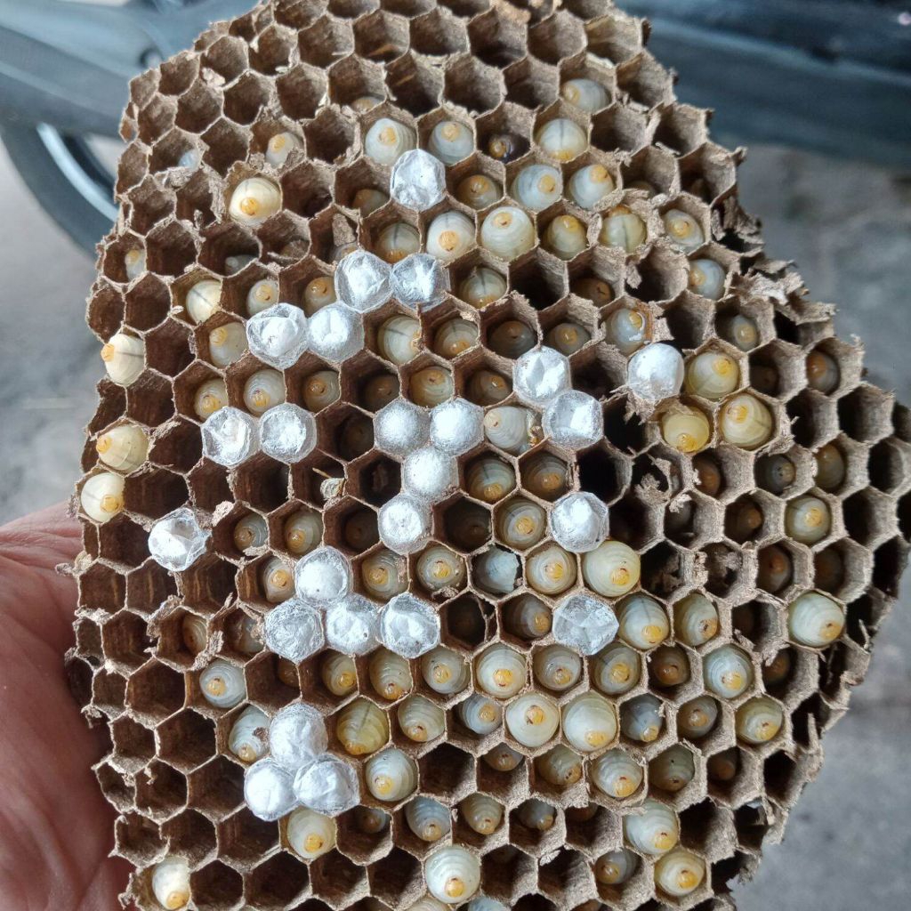 LARVA TAWON VESPA isi ( 75+ ) UMPAN GACOR INDUKAN & PRESTASI