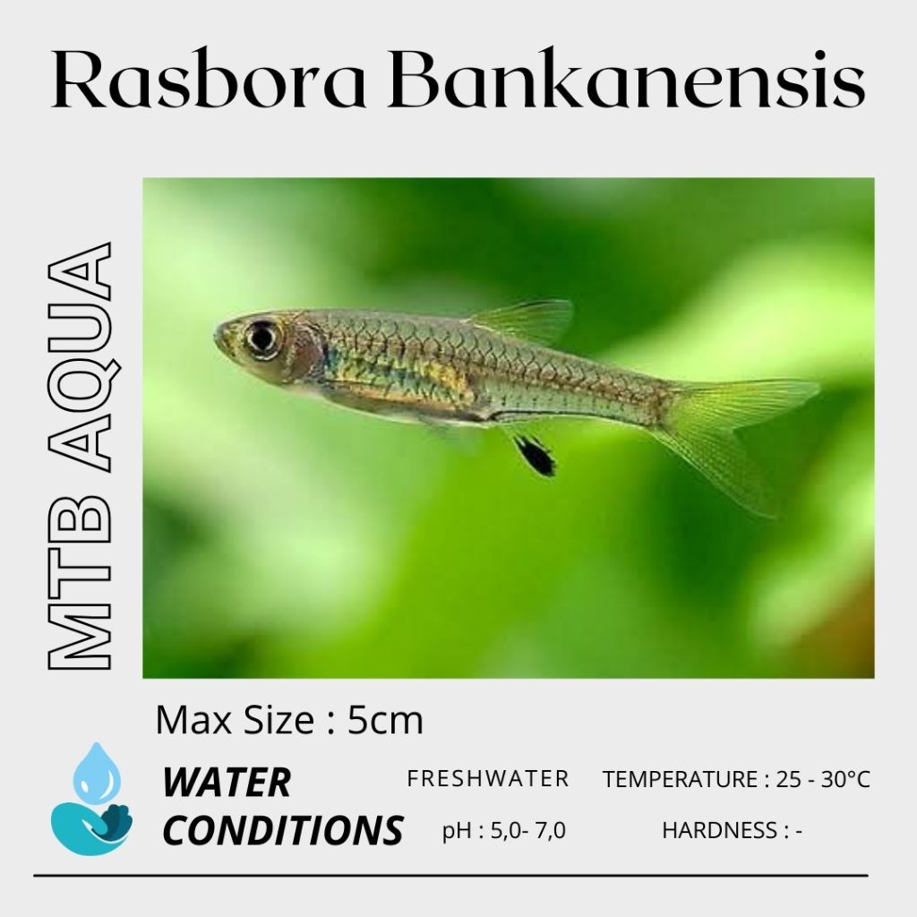 Rasbora Bankanensis