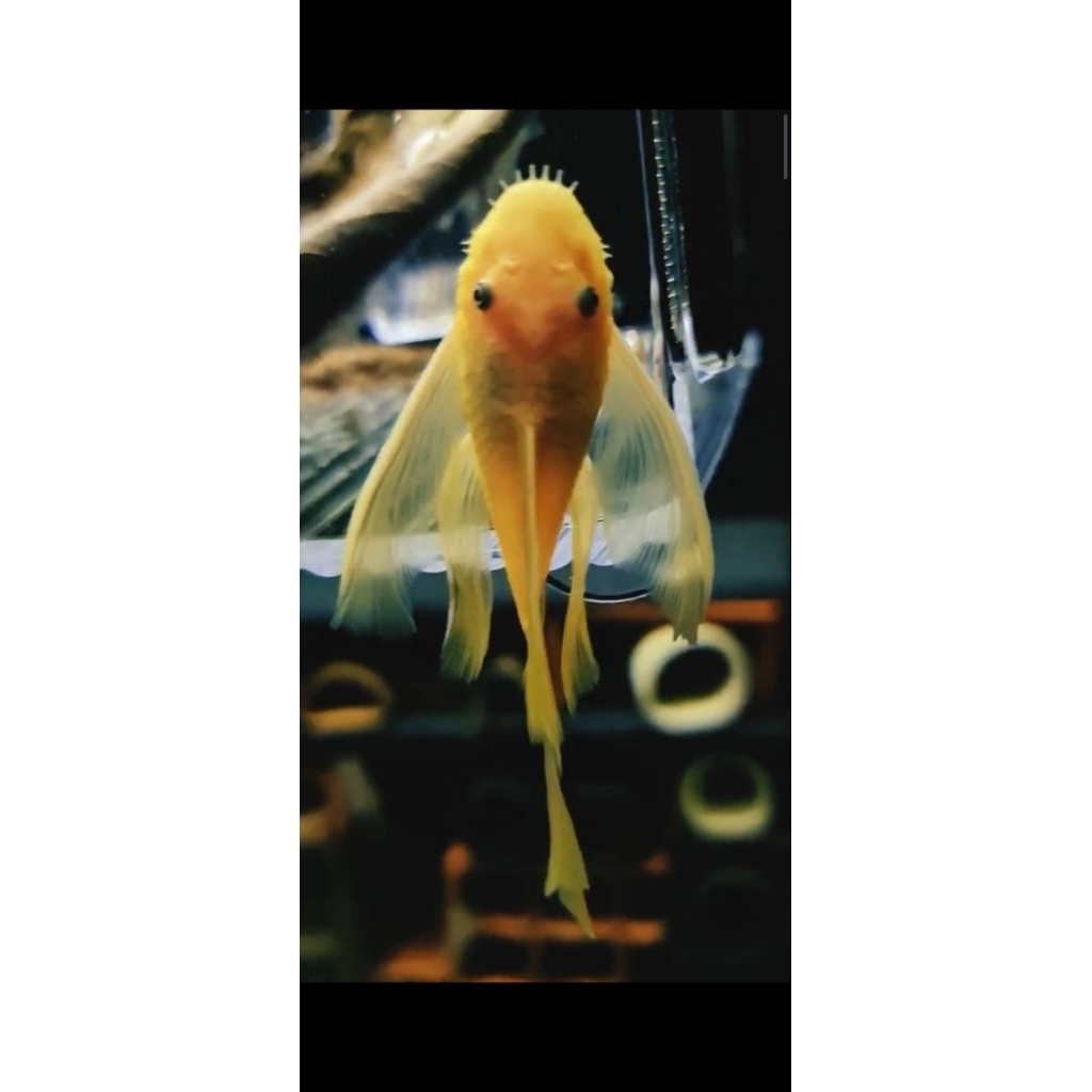 pleco l144 brush mouth blue eye slayer 5cm