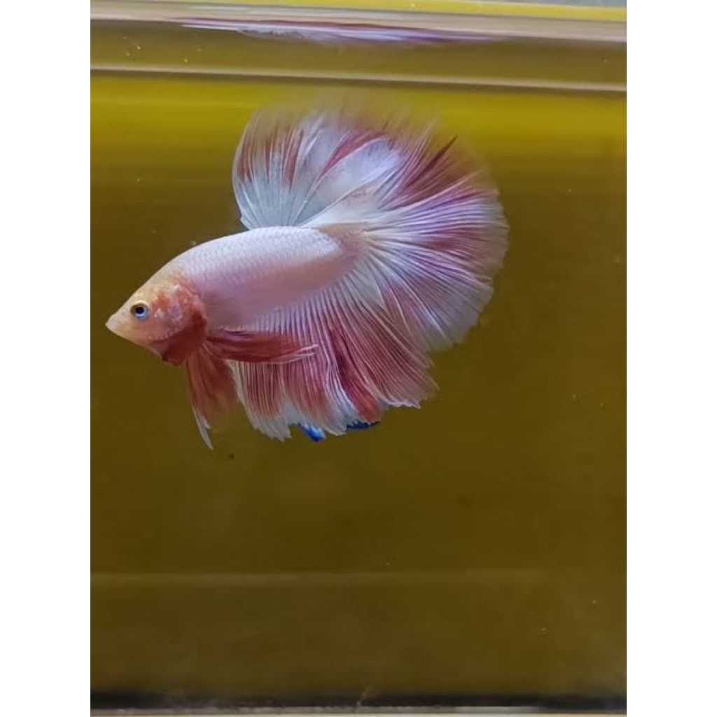 ikan cupang hm pink | halfmoon flamingo ekor bagus size M