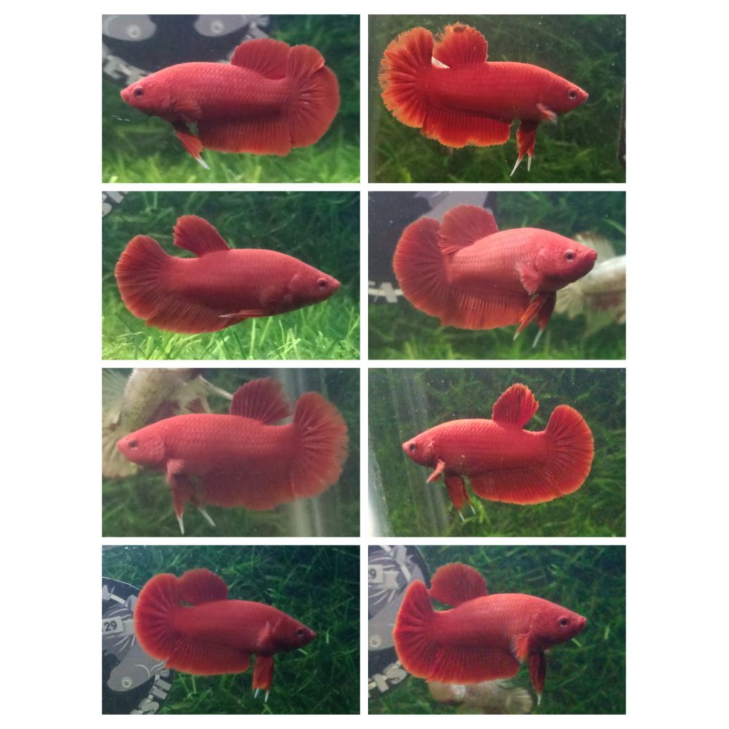Hiasan Aquarium Plakat SuperRed ikan cupang bettafish premium