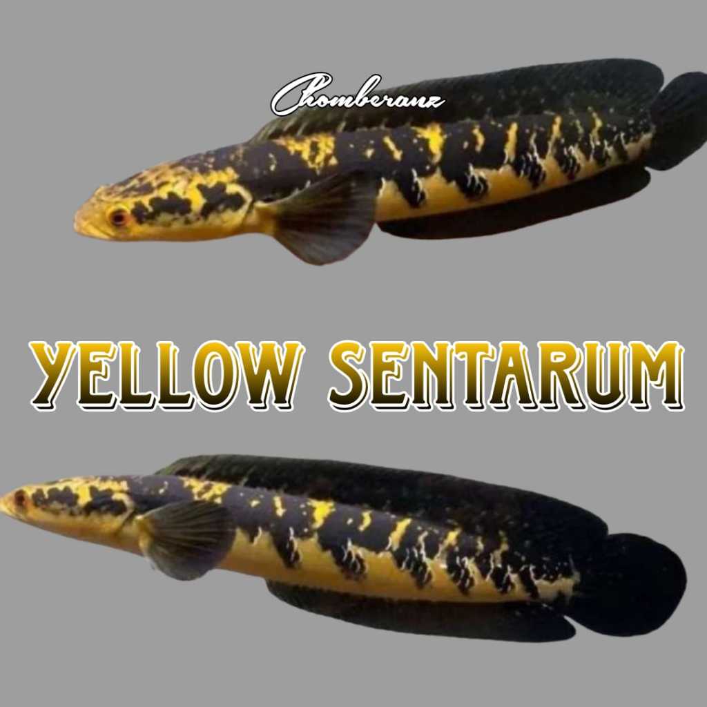 Maru yellow Sentarum Maru ys Bahan