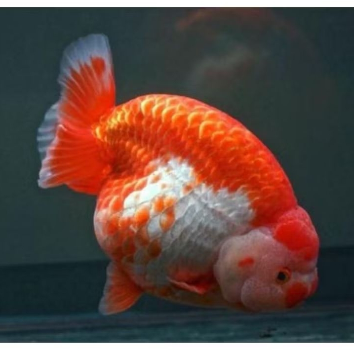 ikan koki ranchu red white good quality 8cm