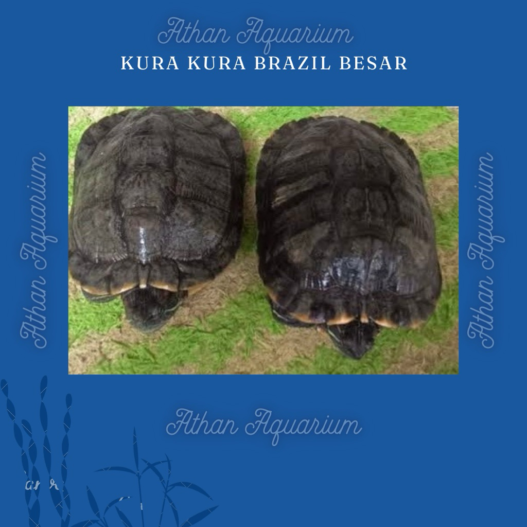 Kura kura brazil  size besar ukuran 25-30cm
