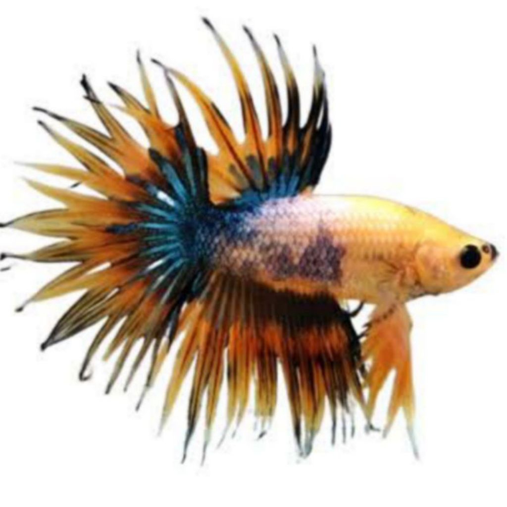 Pemanis Aquarium _ Cupang CT | Serit Crowntail ful Maskot Size M+