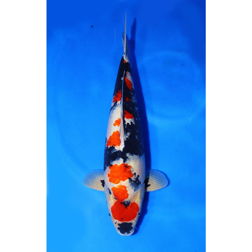 TKC Koi Import Showa Isa Koi Farm Size 53 cm - Tropikal Koi