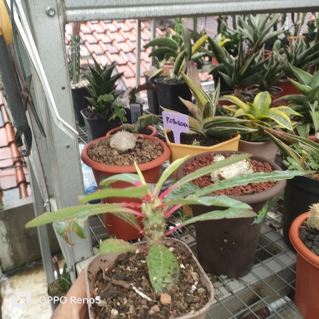 pachypodium viguerii