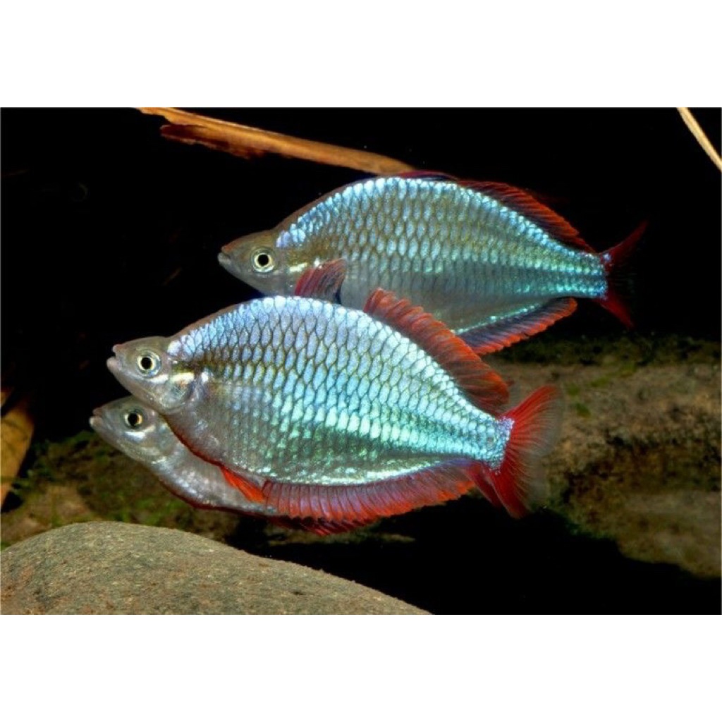 ikan pelangi/ rainbow peacock