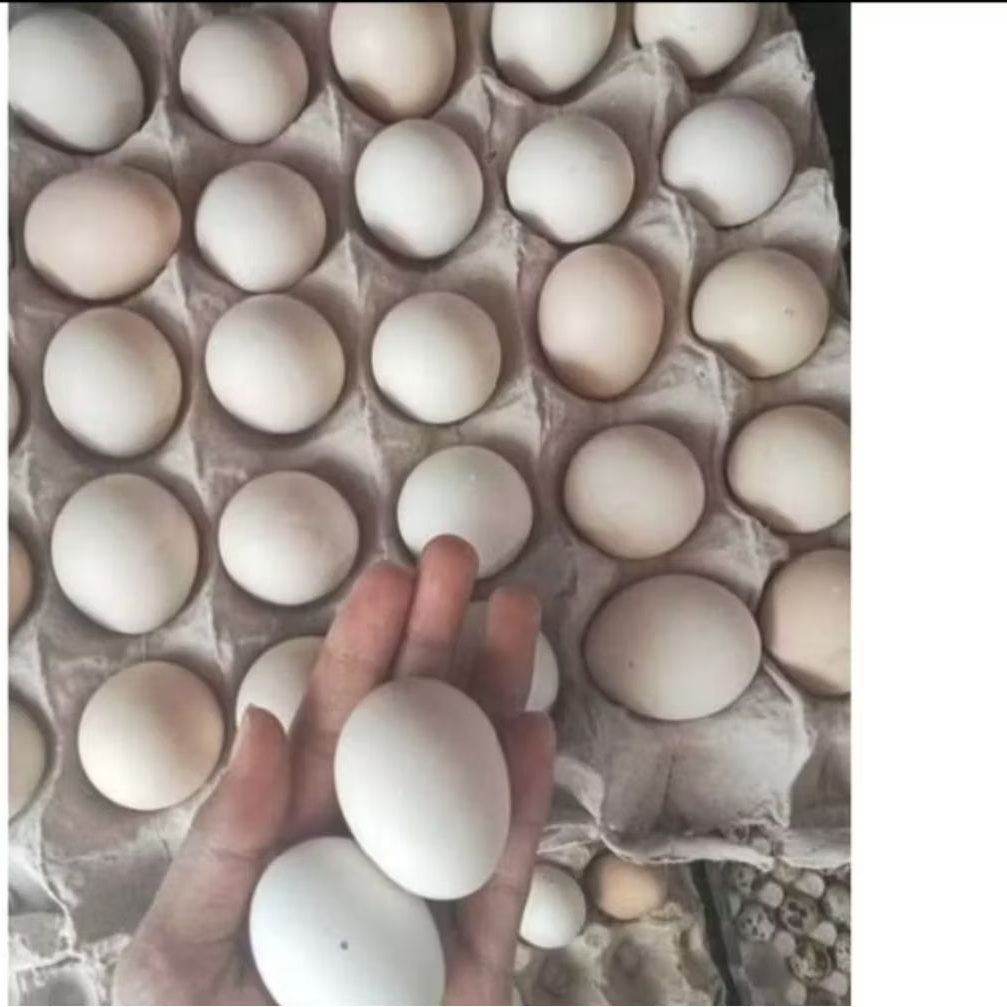 Telur ayam kampung 1 krat