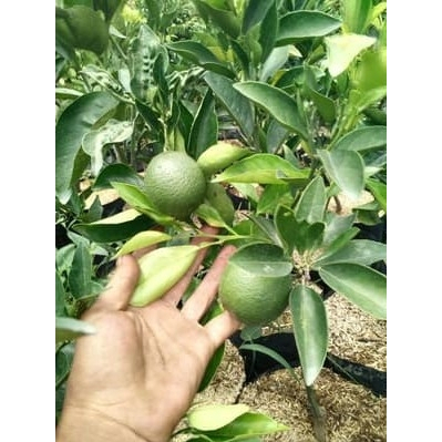 Bibit Jeruk Sunkist Berbuah Siap Tanam