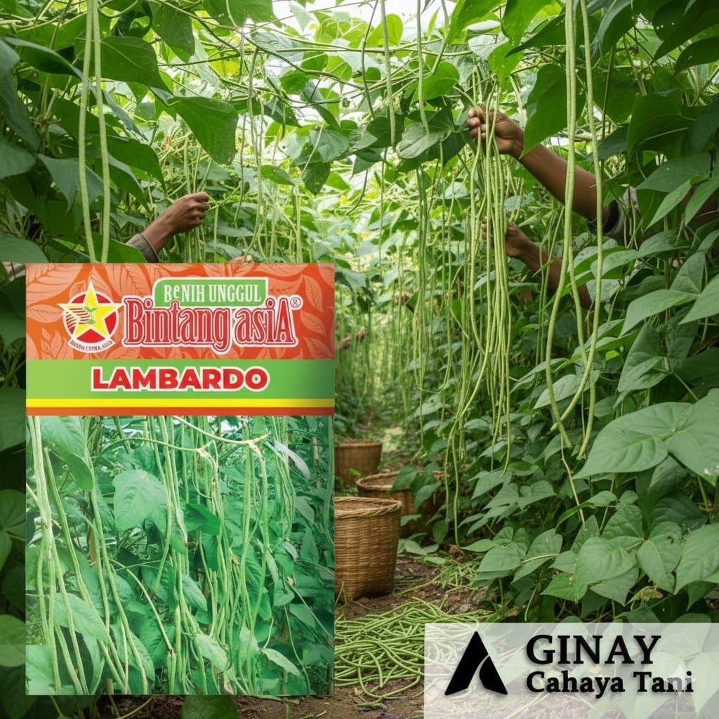 Benih Kacang Panjang LAMBARDO 500 gram Bintang Asia