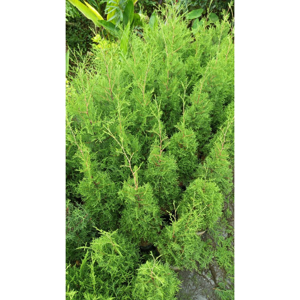 cemara wangi, trentes,cemara natal
