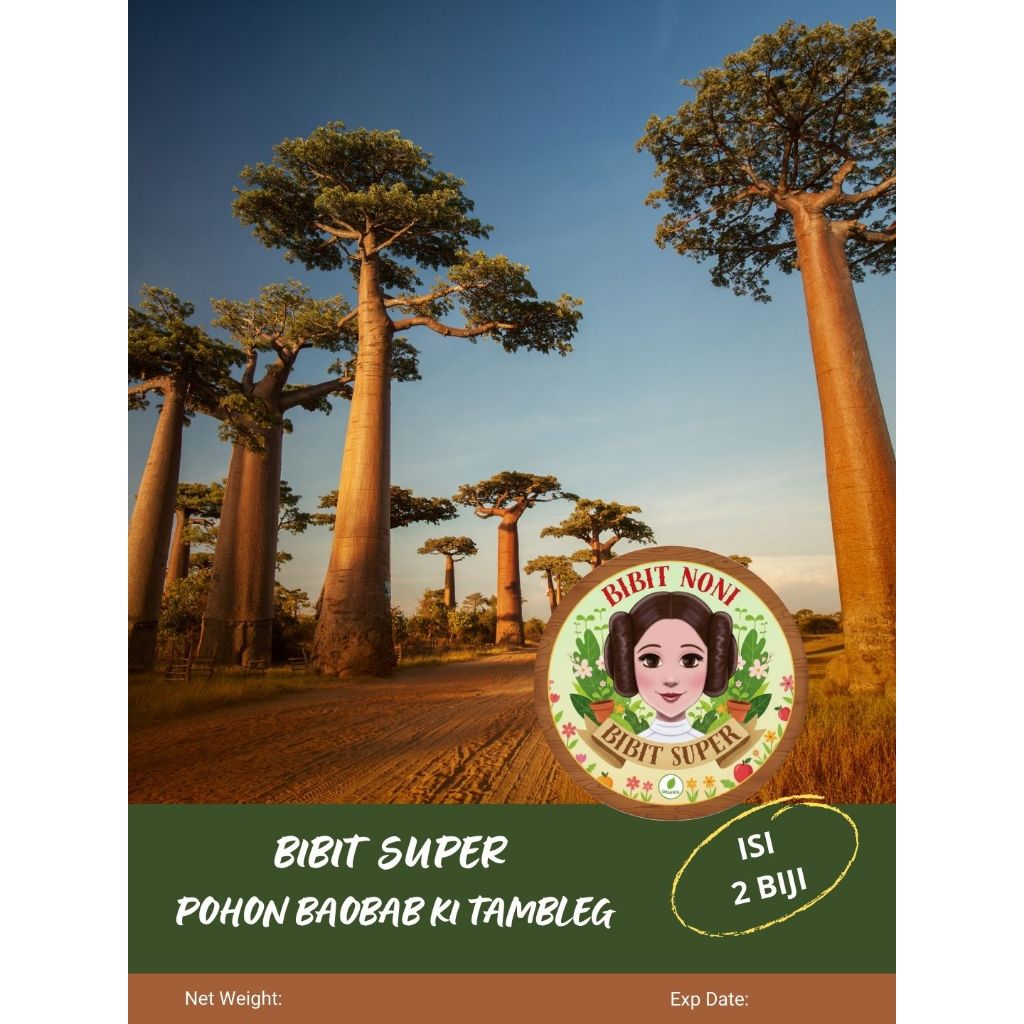 Bibit Super Pohon Baobab Ki Tambleg | Biji Benih Pohon Baobab