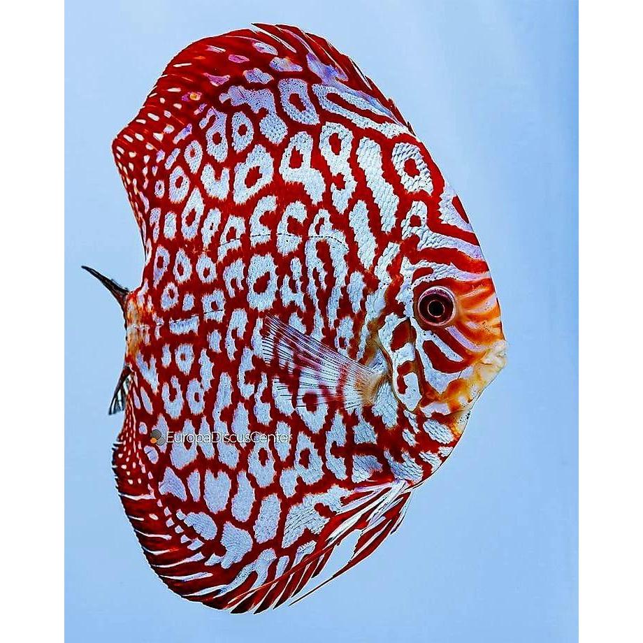 discus red pigeon checkerboard / pigeon CKB / discus pigeon / discus merah / ikan hias air tawar / d