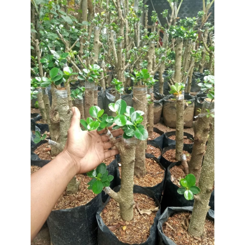 bonsai taman dolar mangkok